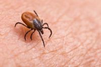 Maladie de Lyme : Faites attention! Les tiques sont de retour en Estrie
